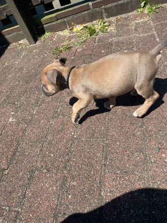 3 Old English Bulldog Welpen