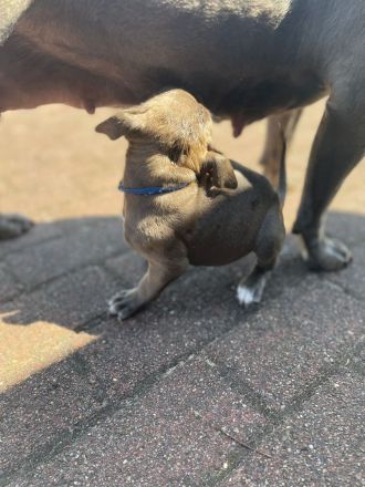 3 Old English Bulldog Welpen