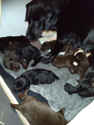 Reinrassige Labradorwelpen an liebevolle Familien zu vermitteln...