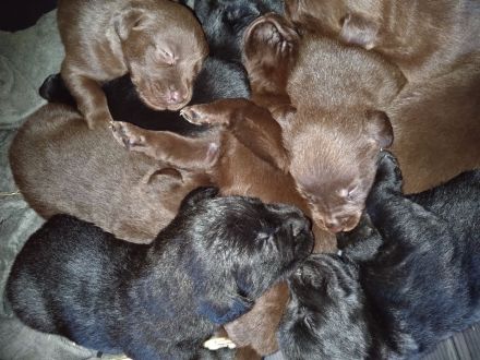 Reinrassige Labradorwelpen an liebevolle Familien zu vermitteln...