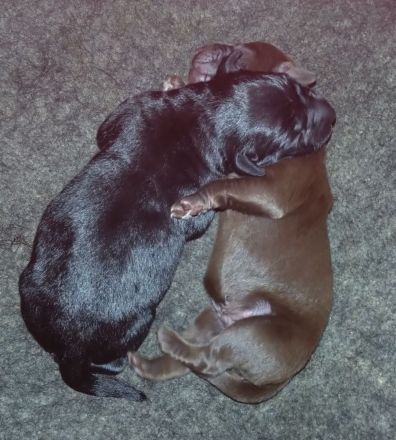 Reinrassige Labradorwelpen an liebevolle Familien zu vermitteln...