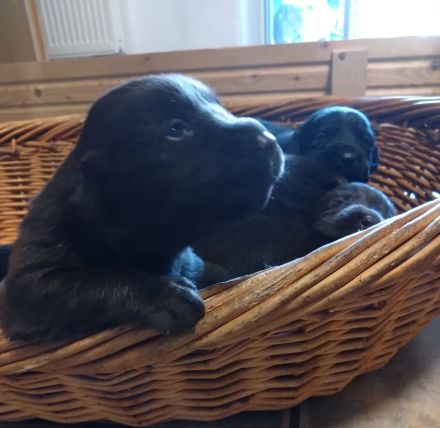 Reinrassige Labradorwelpen an liebevolle Familien zu vermitteln...