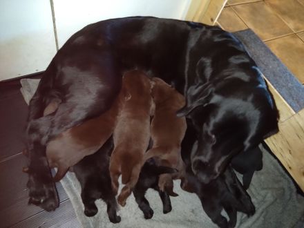 Reinrassige Labradorwelpen an liebevolle Familien zu vermitteln...