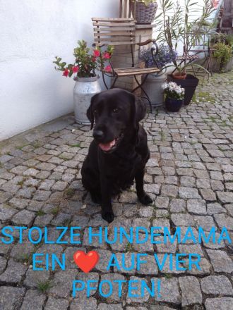 Reinrassige Labradorwelpen an liebevolle Familien zu vermitteln...