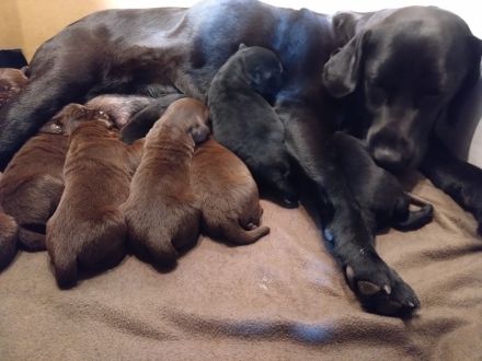 Reinrassige Labradorwelpen an liebevolle Familien zu vermitteln...