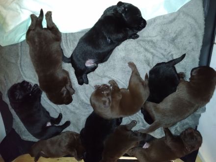 Reinrassige Labradorwelpen an liebevolle Familien zu vermitteln...