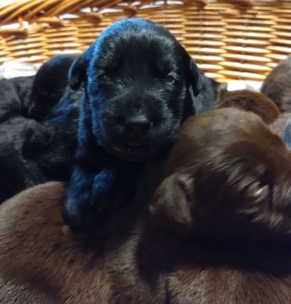 Reinrassige Labradorwelpen an liebevolle Familien zu vermitteln...