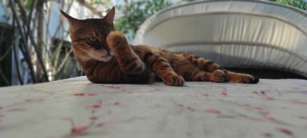 Bengalkater 5 Jahre kastriert gechipt