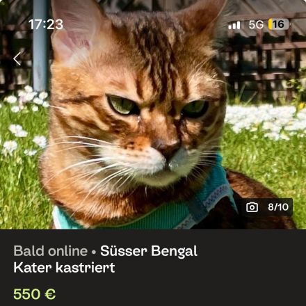 Bengalkater 5 Jahre kastriert gechipt