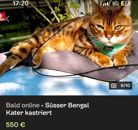 Bengalkater 5 Jahre kastriert gechipt