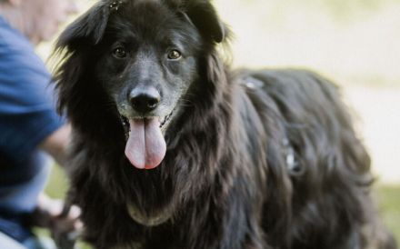 Kuschelfan Odi sucht ein Zuhause