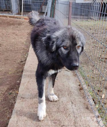 Phil - bist Du seine zweite Chance für ein schönes Leben ?😊