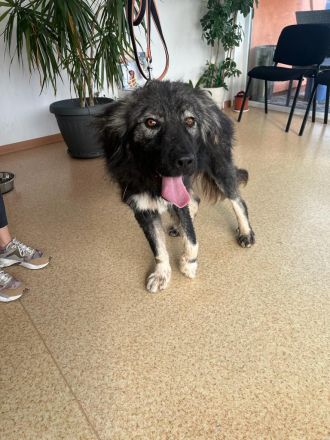 Phil - bist Du seine zweite Chance für ein schönes Leben ?😊