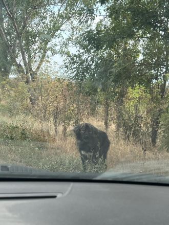 Phil - bist Du seine zweite Chance für ein schönes Leben ?😊