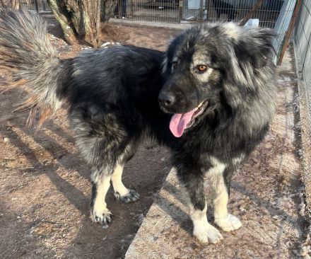 Phil - bist Du seine zweite Chance für ein schönes Leben ?😊