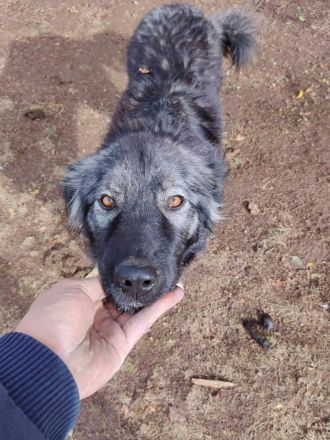 Phil - bist Du seine zweite Chance für ein schönes Leben ?😊