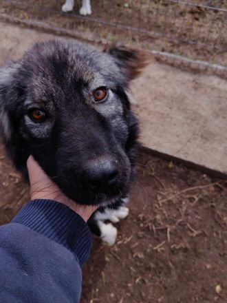 Phil - bist Du seine zweite Chance für ein schönes Leben ?😊