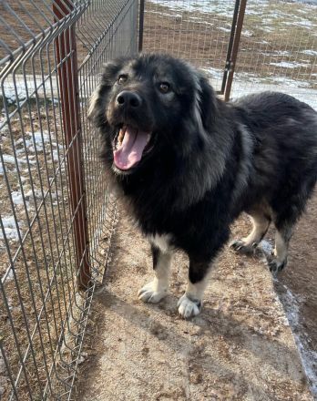 Phil - bist Du seine zweite Chance für ein schönes Leben ?😊