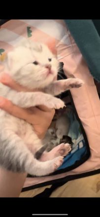 Bkh Britisch kurzhaar kitten Katzen