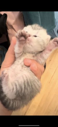 Bkh Britisch kurzhaar kitten Katzen