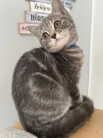 BKH Kitten reinrassig Farbe Silver Tabby