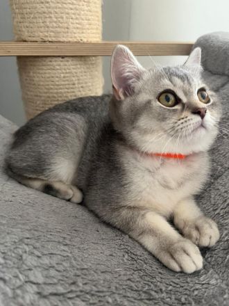 BKH Kitten reinrassig Farbe Silver Tabby