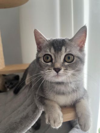 BKH Kitten reinrassig Farbe Silver Tabby