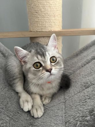 BKH Kitten reinrassig Farbe Silver Tabby
