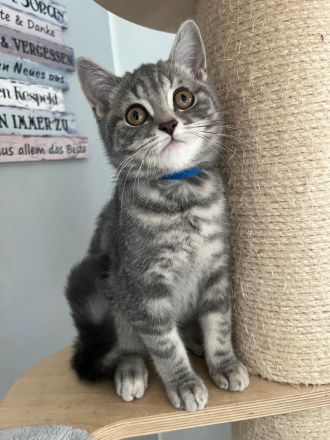 BKH Kitten reinrassig Farbe Silver Tabby