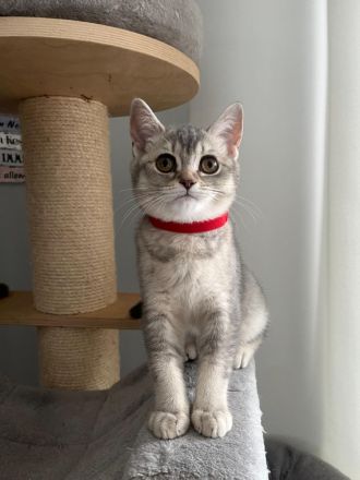 BKH Kitten reinrassig Farbe Silver Tabby