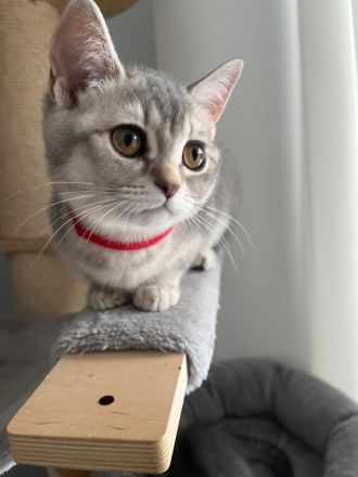 BKH Kitten reinrassig Farbe Silver Tabby