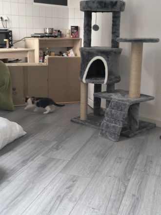 Katzenbaby Glückskatze