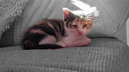 Katzenbaby Glückskatze