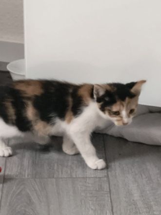 Katzenbaby Glückskatze