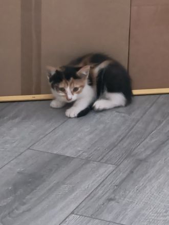 Katzenbaby Glückskatze