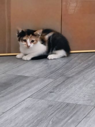 Katzenbaby Glückskatze