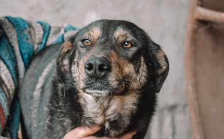 Zohra hat das Welpen- / Pubertäts-Diplom schon in der Tasche