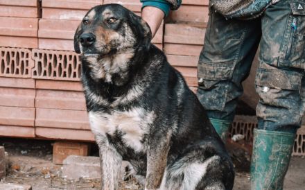 Zohra hat das Welpen- / Pubertäts-Diplom schon in der Tasche