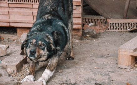 Zohra hat das Welpen- / Pubertäts-Diplom schon in der Tasche