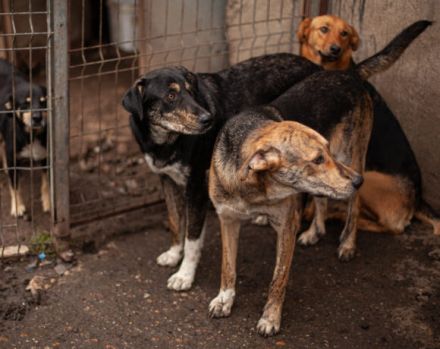 Zohra hat das Welpen- / Pubertäts-Diplom schon in der Tasche