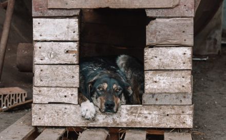Zohra hat das Welpen- / Pubertäts-Diplom schon in der Tasche