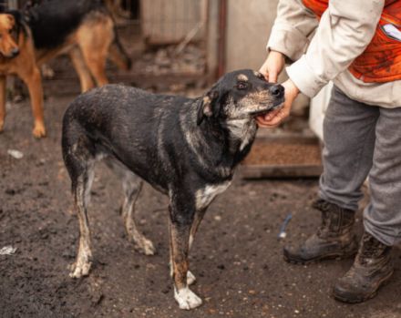 Zohra hat das Welpen- / Pubertäts-Diplom schon in der Tasche