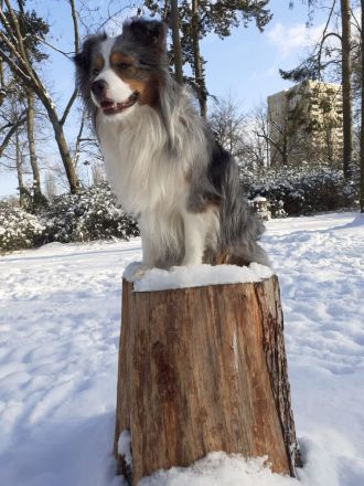Miniature Australian Shepherd Deckrüde