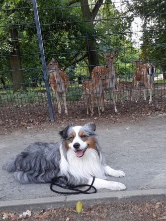 Miniature Australian Shepherd Deckrüde