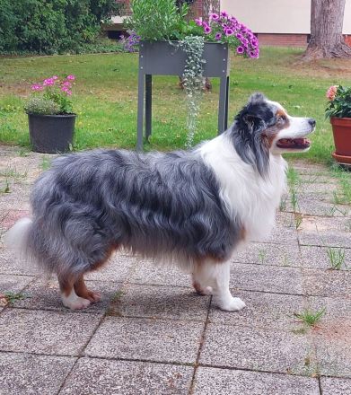 Miniature Australian Shepherd Deckrüde