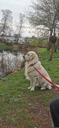 Deckrüde Golden Retriever creme, Sami Benji von der Friedenseiche