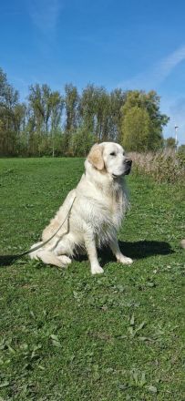 Deckrüde Golden Retriever creme, Sami Benji von der Friedenseiche