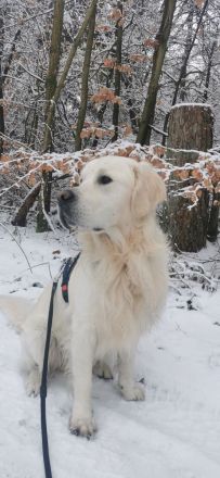 Deckrüde Golden Retriever creme, Sami Benji von der Friedenseiche