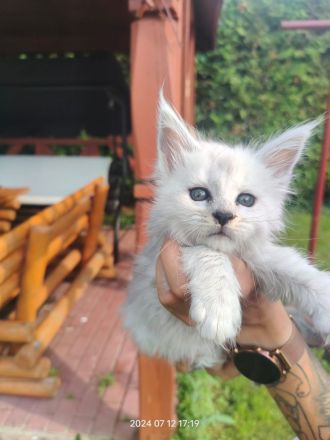 Piekne koty Shaded do hodowli