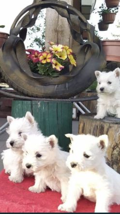 Westi highland white terrier Welpen